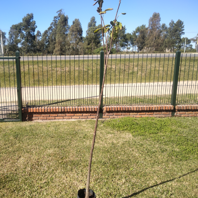 Catalpa